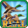 Real Bird Hunting Challenge App Icon
