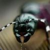 Ant Splat Madness App Icon