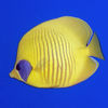 Red Sea Fish ID App Icon