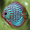 Tropical Aquarium App Icon