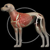 Dog Anatomy Canine 3D