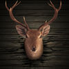 Ace Deer Hunting App Icon