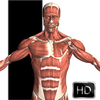 Visual Anatomy App Icon