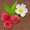 Wild Berries and Herbs - NATURE MOBILE App Icon