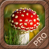 Mushrooms PRO - NATURE MOBILE - For Safe Enjoyment App Icon