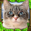 Stray Cat Simulator App Icon