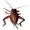 Crickets - Ringtones Alerts Alarms Soudboards App Icon