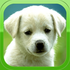 Cute Puppies Wallpapers and Backgrounds - Pretty Puppy Images App Icon