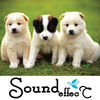Animal Sounds Pick Game App Icon