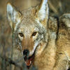 Coyote - Wild Animal Sound Board Ringtones and More App Icon