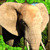 Elephant Simulator App Icon