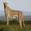 Cheetah Sounds- Fast Animals and Faster Ringtones and Alerts App Icon