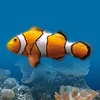 Marine Aquarium 26 App Icon