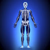 Human Anatomy  Skeletal System App Icon