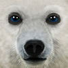 Ultimate Arctic Simulator App Icon