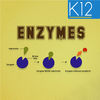 Enzymes and its Properties