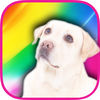 Color Zoo - Learn colors with animals App Icon