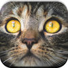 Kitty Cat Meow Games for Kids App Icon