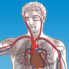 Blood Vessel Anatomy App Icon