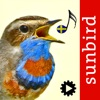 Fågelsång Id  - automatisk identifiering av fåglar App Icon