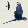 Birds of Brazil App Icon
