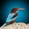 ציפורים בישראל App Icon