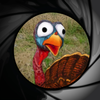 Jive Turkey Shoot App Icon