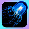 Jellyfish Encyclopedia App Icon