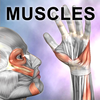 Learn Muscles  Anatomy Quiz and Reference App Icon
