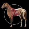 Horse Anatomy Equine 3D App Icon