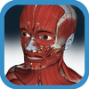 3D Anatomy Muscle and Bone