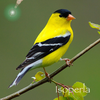 Bird Song Id USA NE Automatic Recognition and Reference - Songs and Calls of North East American Birds App Icon