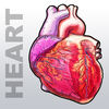Heart Medical Encyclopedia App Icon