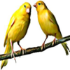 Canary Bird s - Natures Own Paradise - Soundboard App Icon