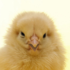 A Talking Chick