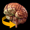 Brain - 3D Atlas of Anatomy App Icon