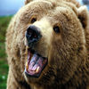 Grizzly Bear Sound Effects - High Quality Bear Calls for Hunting App Icon