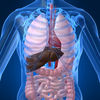 Full Atlas of Human Anatomy - Human Body Anatomy with all Human Organs  Human Bones and Human Muscles! App Icon