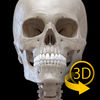 Skeletal System - 3D Atlas of Anatomy - Bones of the human skeleton App Icon
